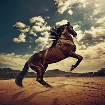 39227-horses-horse-in-the-desert-wallpaper