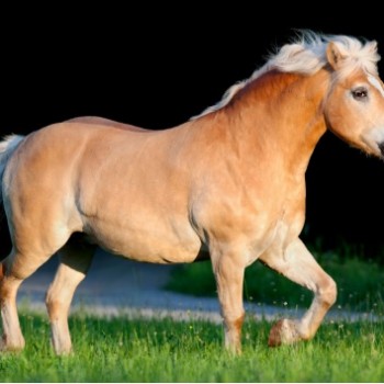 fat pony