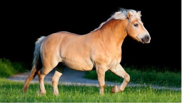 fat pony